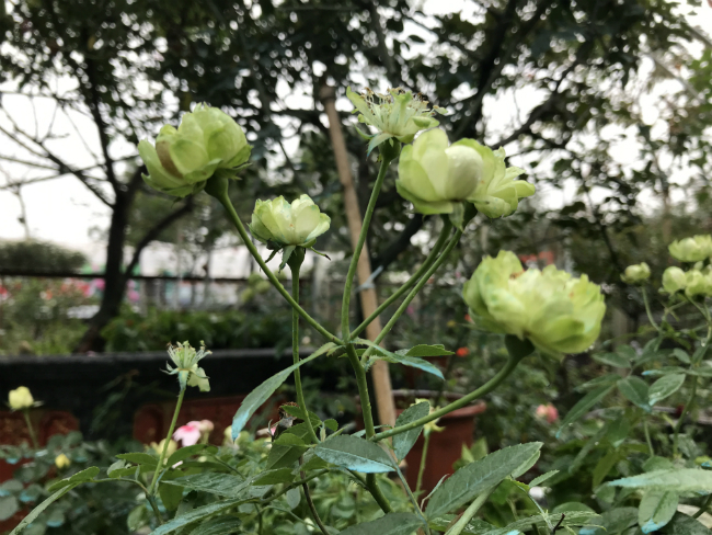 Tết này, giới chơi cây lại sốt xình xịch với loại hoa hồng có màu xanh như lá-15