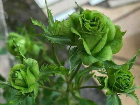 Sốt trái cây thư pháp, bưởi khủng, khách đến tận vườn săn mua-10