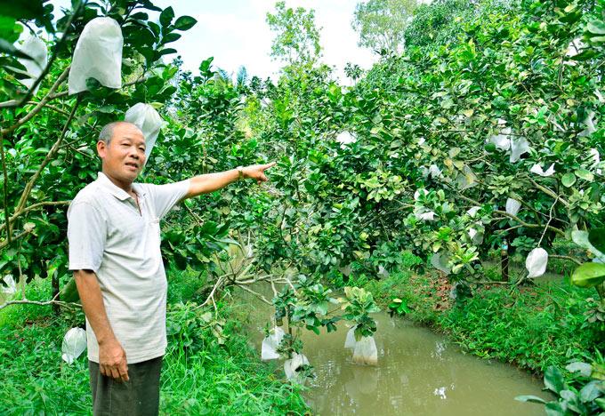 Sốt trái cây thư pháp, bưởi khủng, khách đến tận vườn săn mua-3