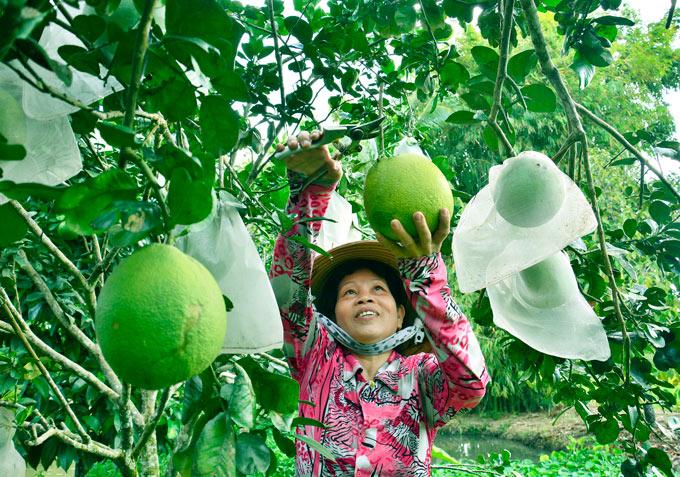 Sốt trái cây thư pháp, bưởi khủng, khách đến tận vườn săn mua-2