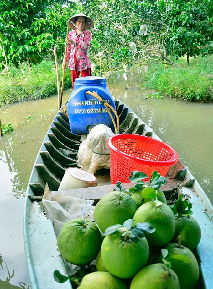 Sốt trái cây thư pháp, bưởi khủng, khách đến tận vườn săn mua-5