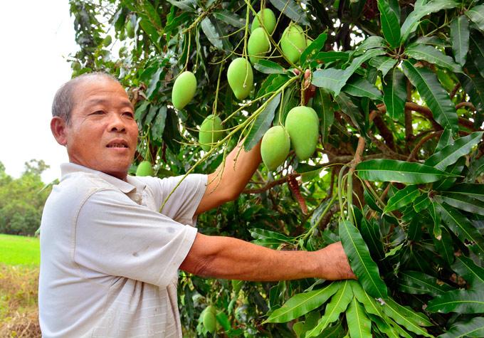 Sốt trái cây thư pháp, bưởi khủng, khách đến tận vườn săn mua-6