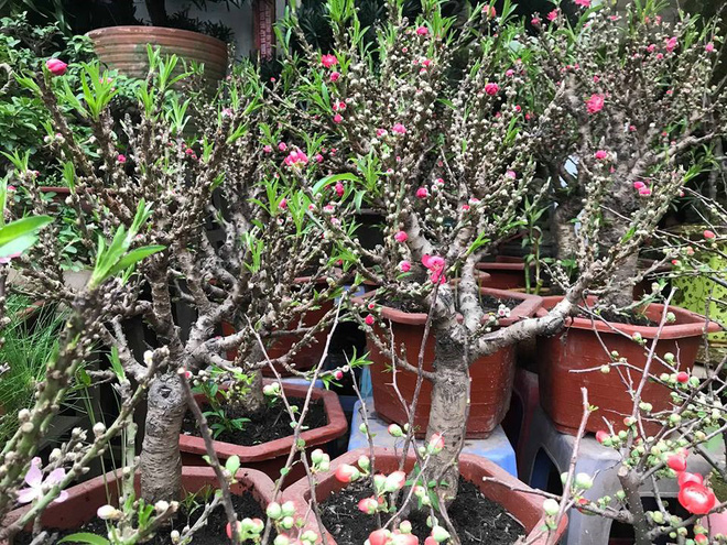 Thực hư đào mini Trung Quốc ngập chợ Việt hét giá tiền triệu-1