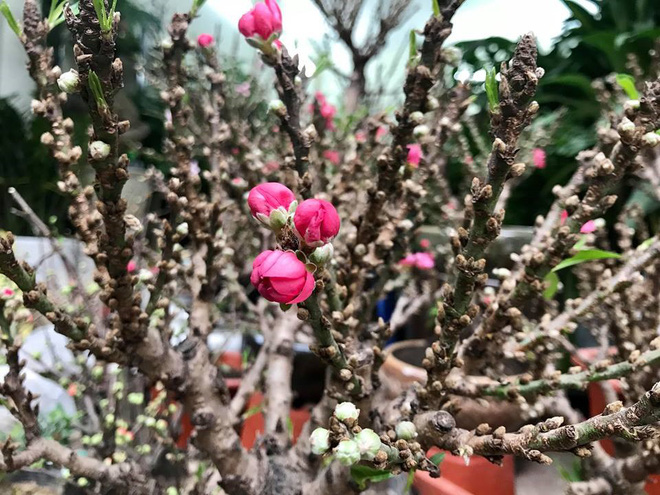 Thực hư đào mini Trung Quốc ngập chợ Việt hét giá tiền triệu-2