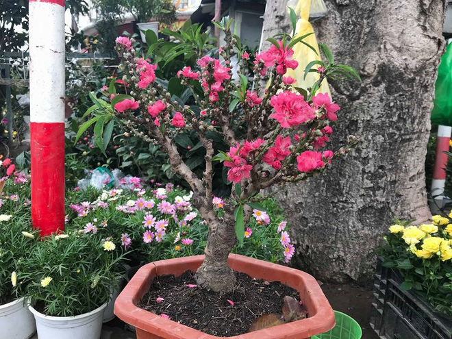 Thực hư đào mini Trung Quốc ngập chợ Việt hét giá tiền triệu-3