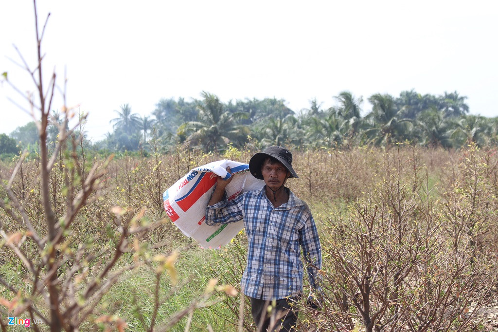 Cận Tết, thương lái đổ về làng mai mới nổi ở ngoại ô Sài Gòn-3