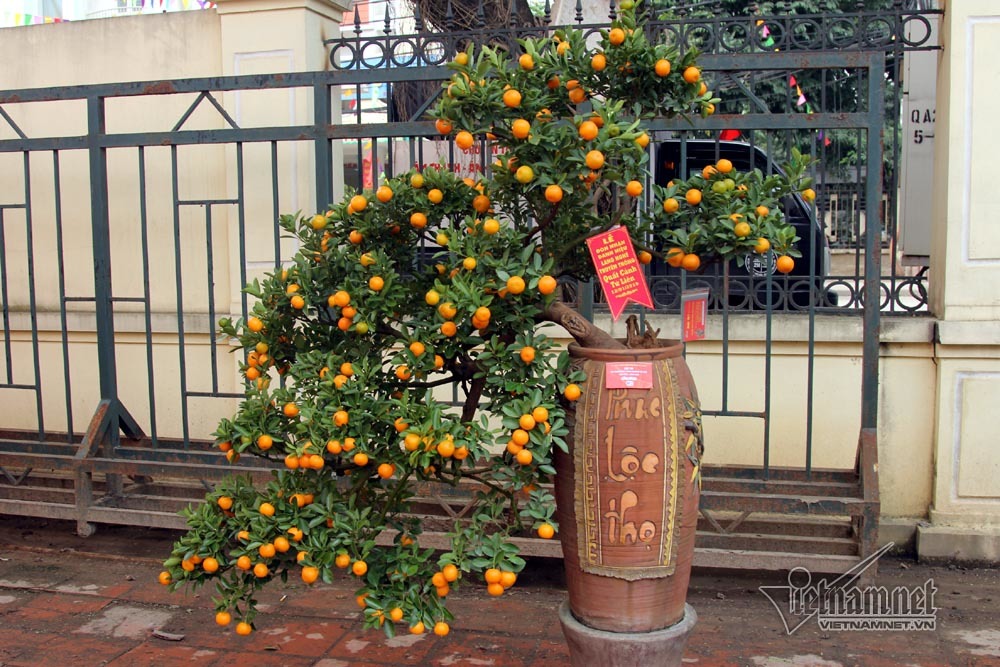 Đệ nhất Hà thành cả năm ém kỹ, Tết ngã giá trăm triệu không bán-9