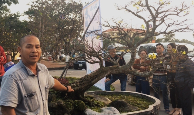 Cây Hoàng Mai tiến vua giá 5 tỷ chấn động thị trường Tết-1