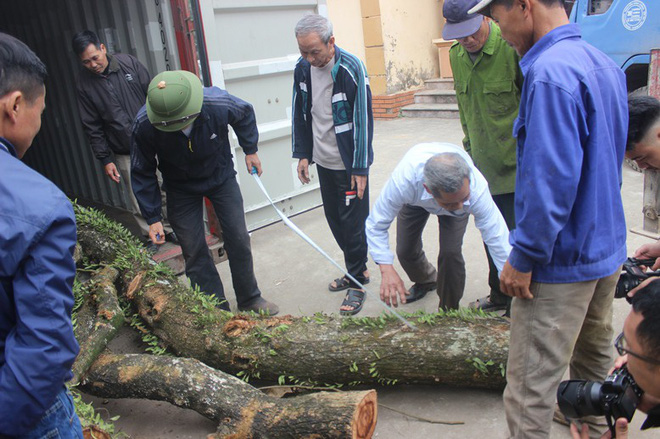 Chặt cây sưa trăm tỷ ở Hà Nội: Chẻ đôi khúc rễ, dân làng mất ngay chục tấn thóc-2
