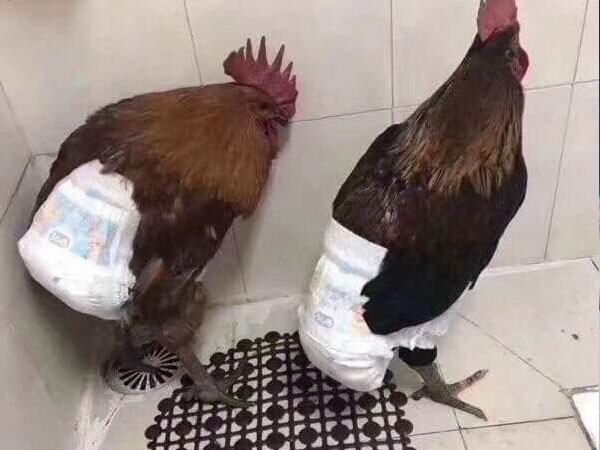 Nỗi lòng nhà thành phố khi được biếu gà quê ăn Tết - bức ảnh hot nhất MXH hôm nay-1