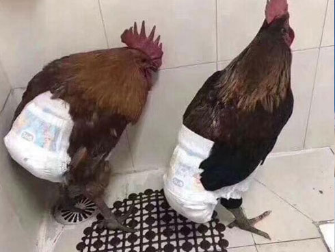 Ngoài đào quất chưng Tết, nhiều bạn trẻ chơi lớn mang cả su hào bắp cải giăng đèn đón Xuân khiến nhiều người bật cười-5