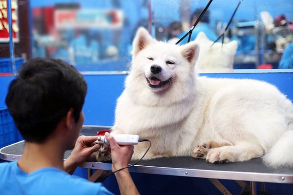 Spa làm đẹp cho thú cưng hốt bạc, kín lịch ngày cận Tết-1