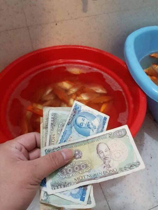 Dùng nước lau sàn tắm cho cá chép trước ngày ông Công ông Táo, gia đình nhận cái kết đắng-1