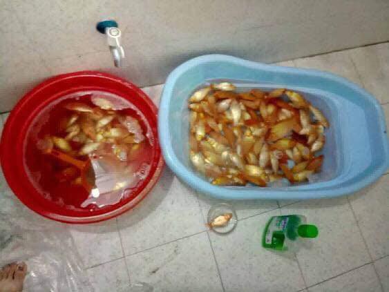 Dùng nước lau sàn tắm cho cá chép trước ngày ông Công ông Táo, gia đình nhận cái kết đắng-2