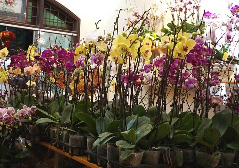 Bốn ngày buôn lan lỗ cả ngàn USD: Vụ Tết nhớ đời của anh trai công sở-1