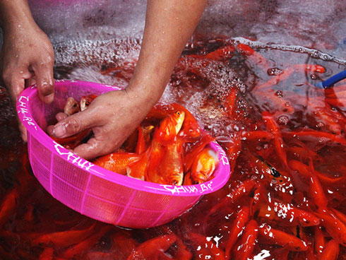 6 thiên đường mua sắm nhộn nhịp nhất Hà Nội dịp Tết Nguyên đán-10