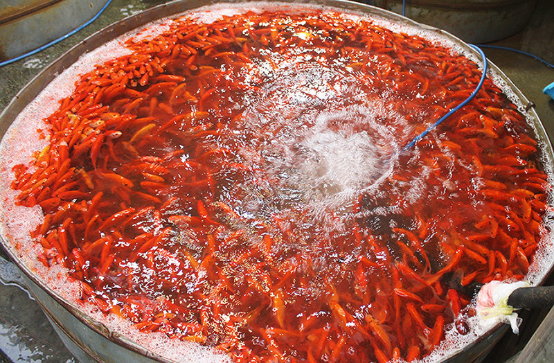 Khu chợ đặc biệt, mỗi năm 1 lần bán loài cá đỏ rực ở Hà Nội-1