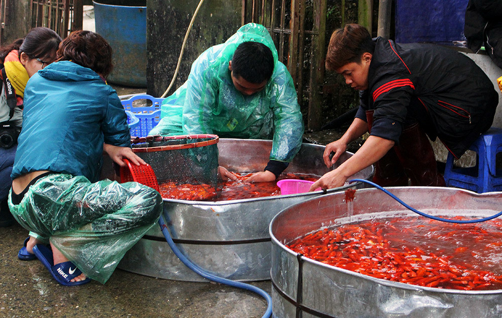 Khu chợ đặc biệt, mỗi năm 1 lần bán loài cá đỏ rực ở Hà Nội-10