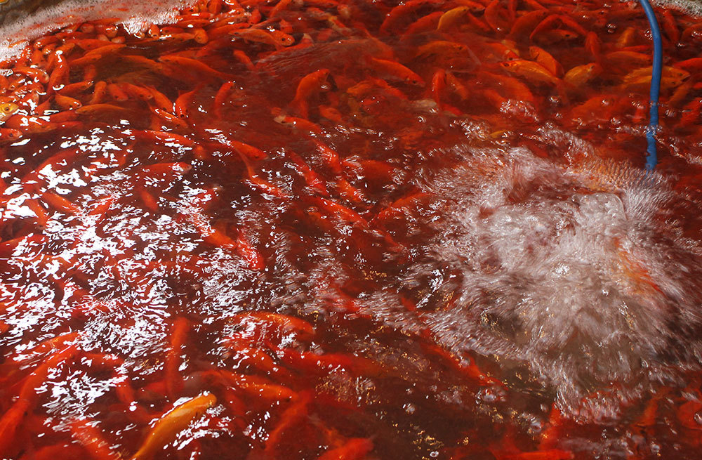 Khu chợ đặc biệt, mỗi năm 1 lần bán loài cá đỏ rực ở Hà Nội-11