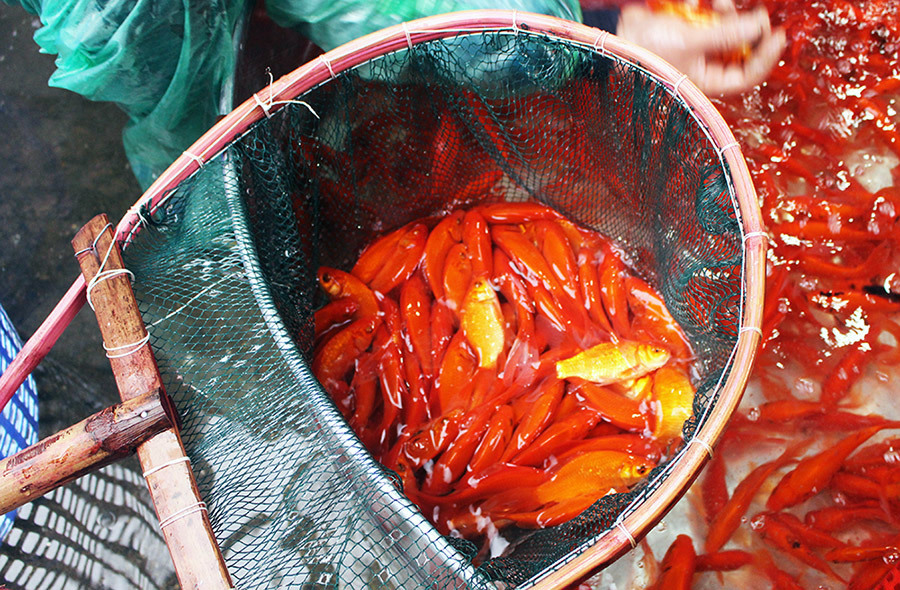 Khu chợ đặc biệt, mỗi năm 1 lần bán loài cá đỏ rực ở Hà Nội-2