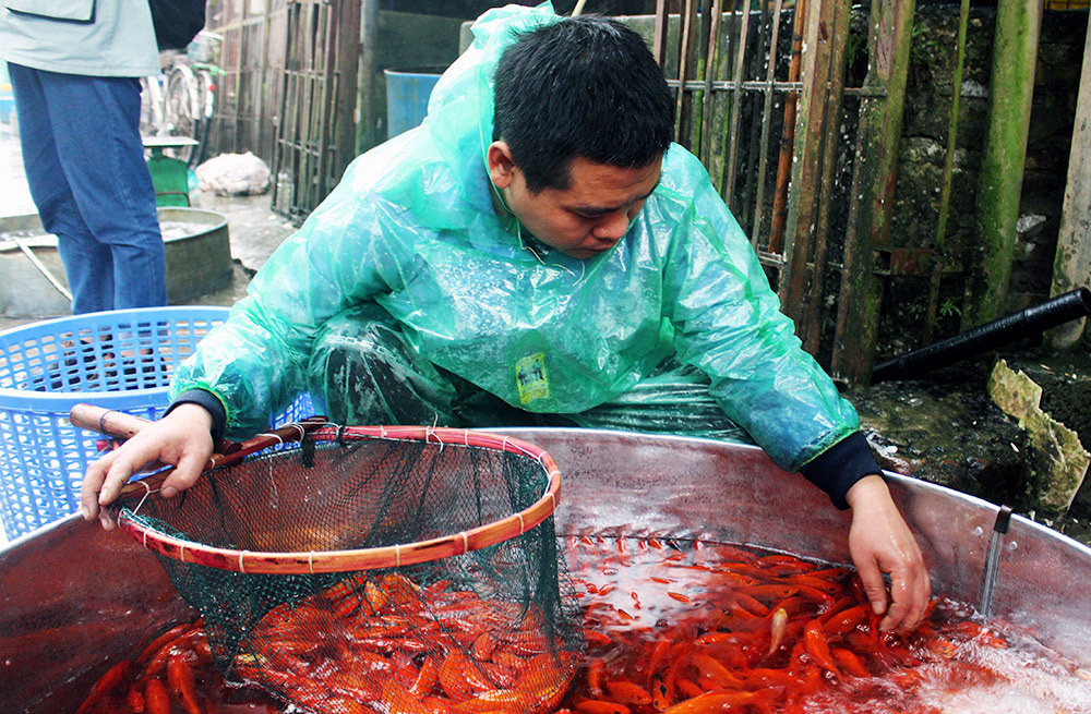 Khu chợ đặc biệt, mỗi năm 1 lần bán loài cá đỏ rực ở Hà Nội-3
