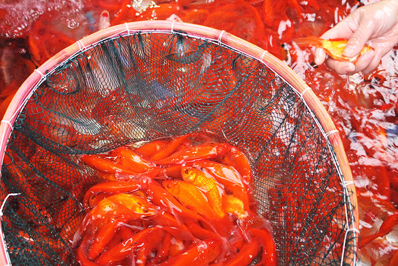 Khu chợ đặc biệt, mỗi năm 1 lần bán loài cá đỏ rực ở Hà Nội-4