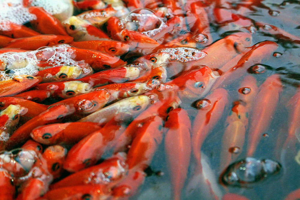 Khu chợ đặc biệt, mỗi năm 1 lần bán loài cá đỏ rực ở Hà Nội-5