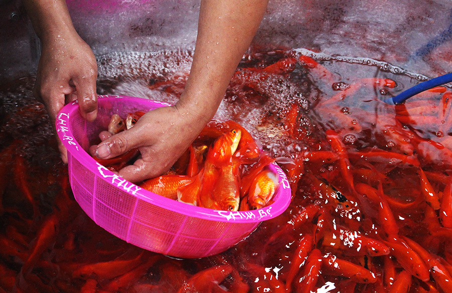 Khu chợ đặc biệt, mỗi năm 1 lần bán loài cá đỏ rực ở Hà Nội-6