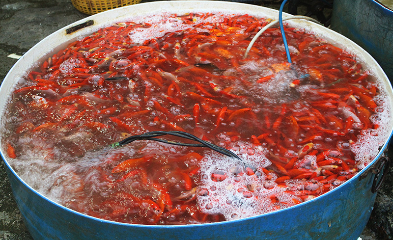 Khu chợ đặc biệt, mỗi năm 1 lần bán loài cá đỏ rực ở Hà Nội-7
