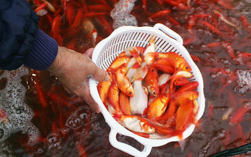 Khu chợ đặc biệt, mỗi năm 1 lần bán loài cá đỏ rực ở Hà Nội-8