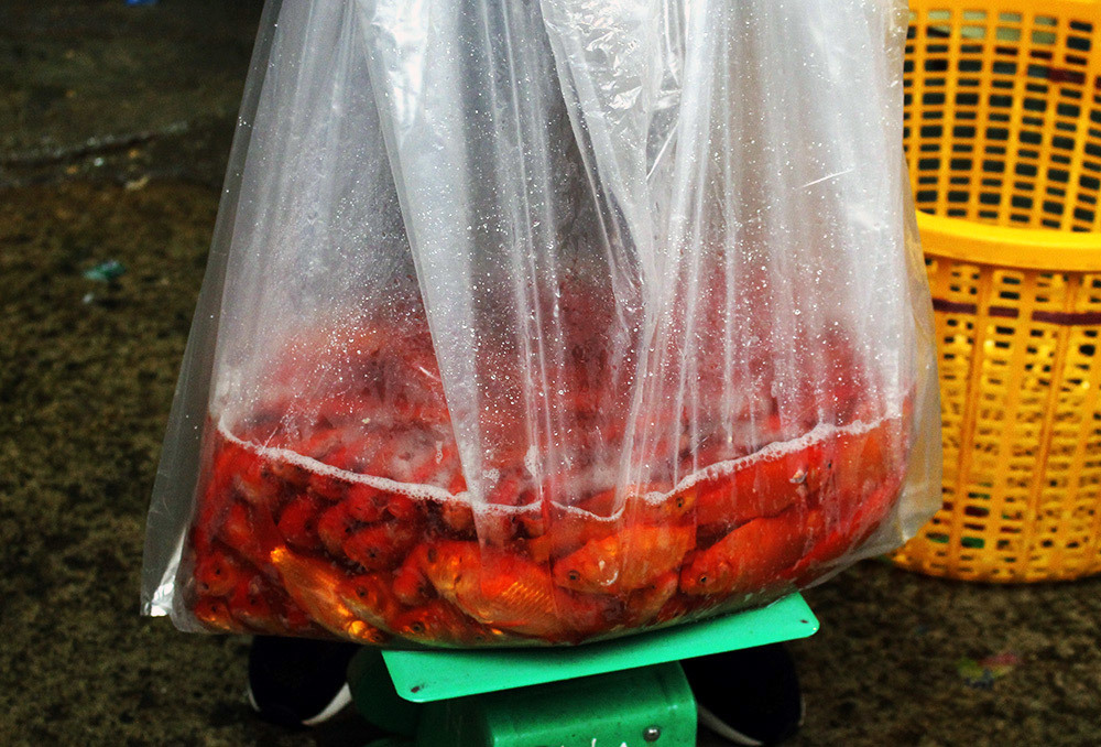 Khu chợ đặc biệt, mỗi năm 1 lần bán loài cá đỏ rực ở Hà Nội-9