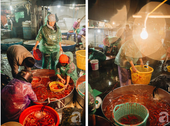 Dậy sớm đi chợ cá lớn nhất Hà Nội - trải nghiệm mệt nhưng vui rất đáng thử ngày ông Táo về trời-9