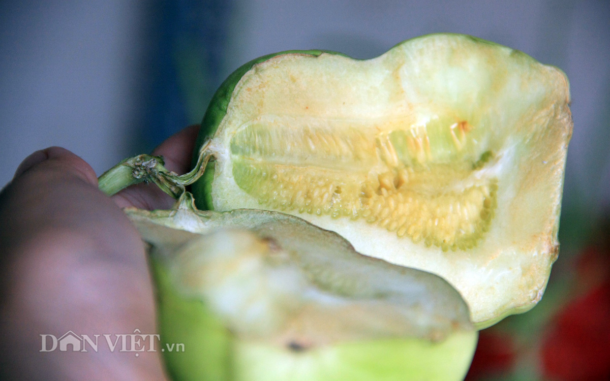 Dưa lê Thần tài: Hàng Tàu cúng ông Công ông Táo, chỉ trưng đẹp chứ không dám ăn-6