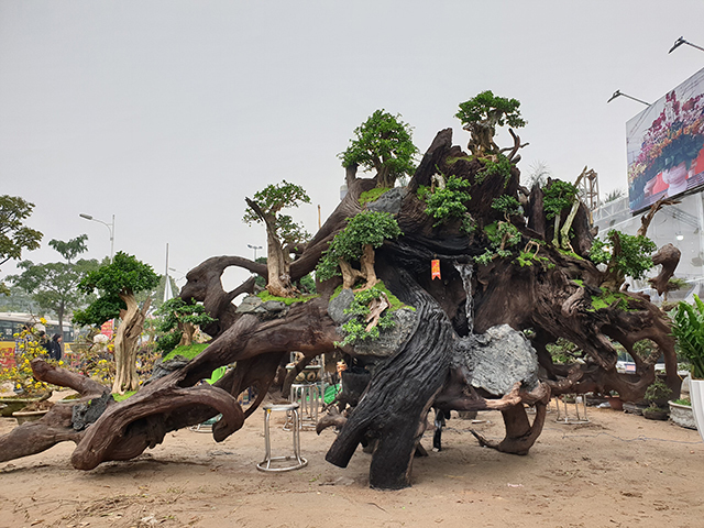 Độc đáo mai vàng khoe sắc trên thân cây chết giá gần tỷ đồng-1