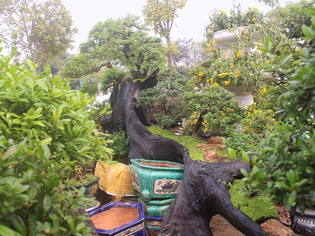 Độc đáo mai vàng khoe sắc trên thân cây chết giá gần tỷ đồng-3