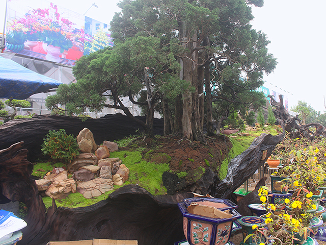 Độc đáo mai vàng khoe sắc trên thân cây chết giá gần tỷ đồng-5