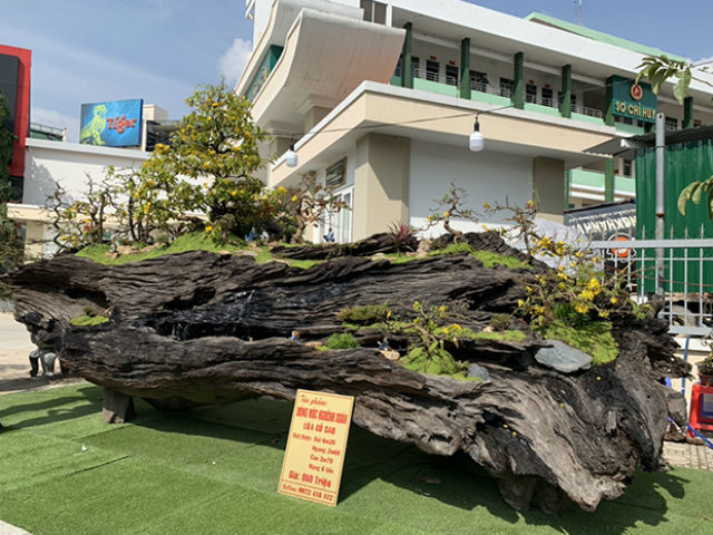 Độc đáo mai vàng khoe sắc trên thân cây chết giá gần tỷ đồng-6