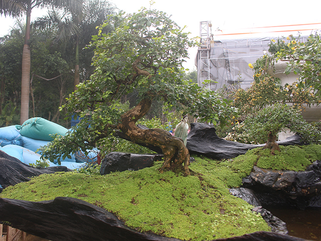 Độc đáo mai vàng khoe sắc trên thân cây chết giá gần tỷ đồng-7