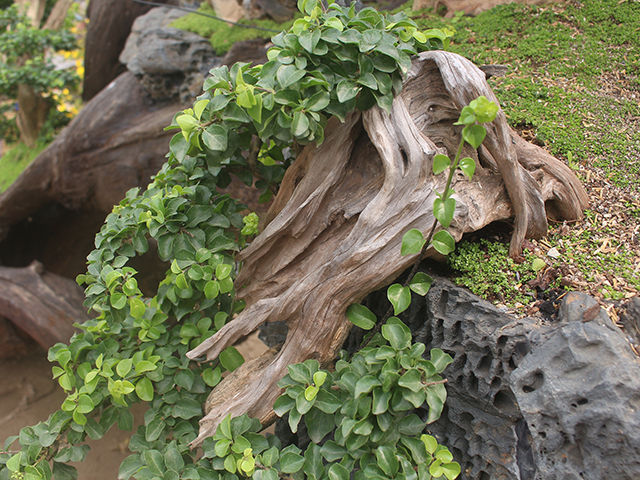 Độc đáo mai vàng khoe sắc trên thân cây chết giá gần tỷ đồng-8