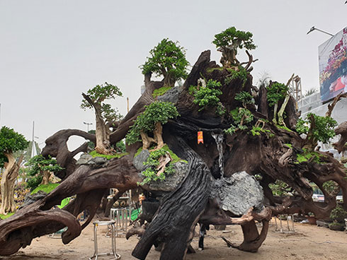 Mai Tết giá 400 triệu đồng/cây bày bán ở vỉa hè TP.HCM-14