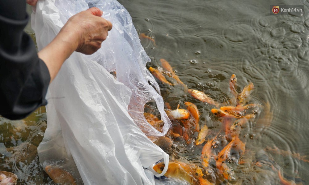 Khổ như cá chép ngày tiễn ông Táo: Vừa được phóng sinh đã bị đội quân chèo thuyền chờ sẵn để chích điện-1