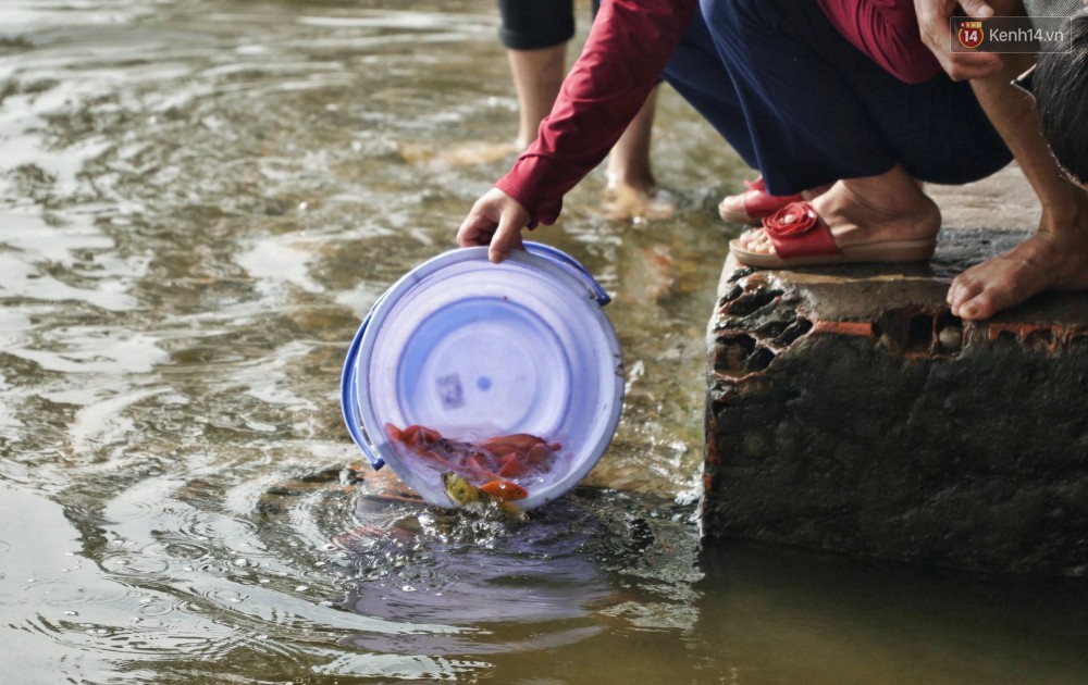Khổ như cá chép ngày tiễn ông Táo: Vừa được phóng sinh đã bị đội quân chèo thuyền chờ sẵn để chích điện-4