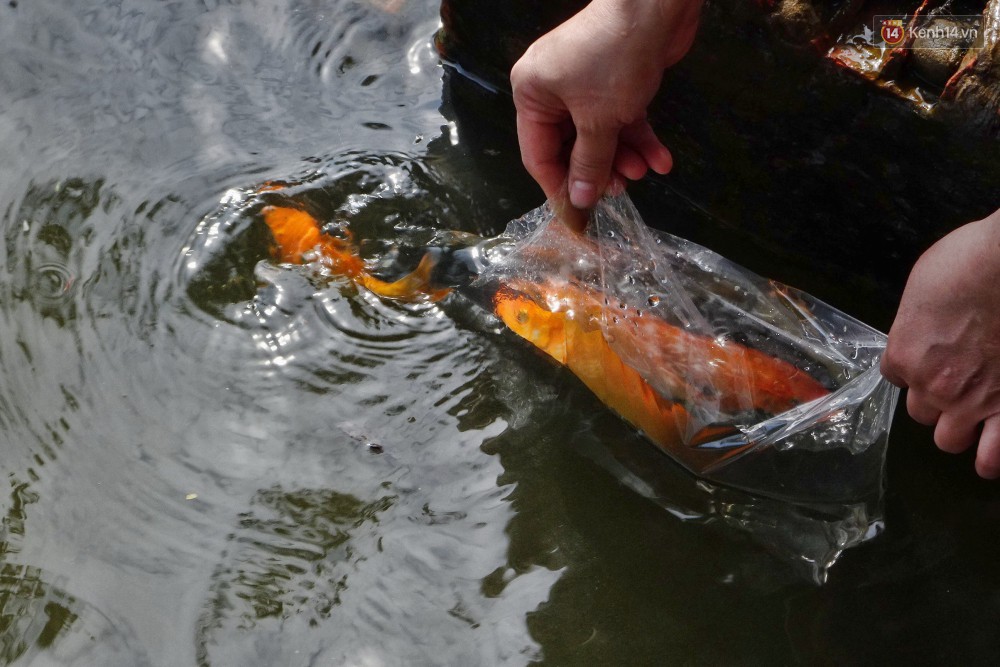 Khổ như cá chép ngày tiễn ông Táo: Vừa được phóng sinh đã bị đội quân chèo thuyền chờ sẵn để chích điện-8