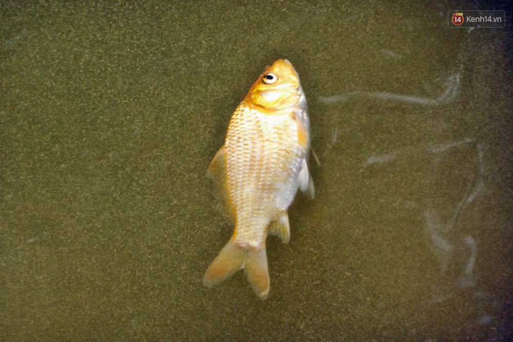 Khổ như cá chép ngày tiễn ông Táo: Vừa được phóng sinh đã bị đội quân chèo thuyền chờ sẵn để chích điện-9