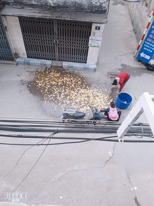 Chở cá chép đi bán thì bị đổ giữa đường, hình ảnh đắng nhất trong ngày ông Công, ông Táo-1