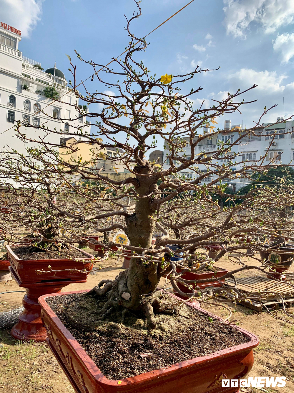 Mai Tết giá 400 triệu đồng/cây bày bán ở vỉa hè TP.HCM-8