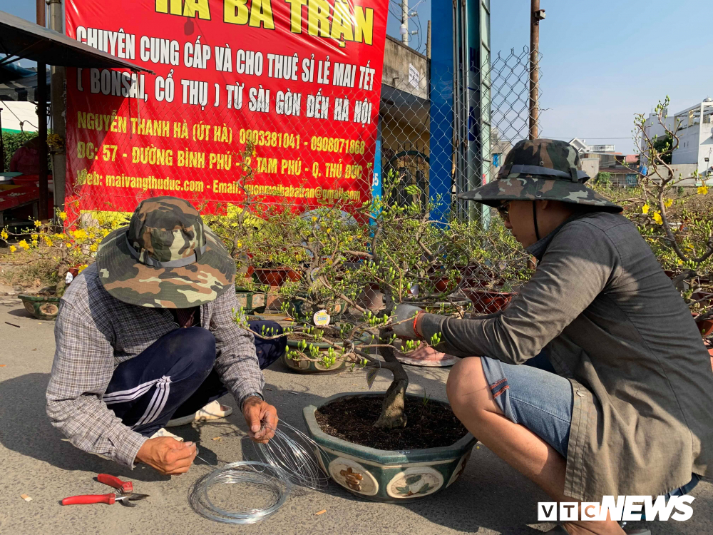 Mai Tết giá 400 triệu đồng/cây bày bán ở vỉa hè TP.HCM-10
