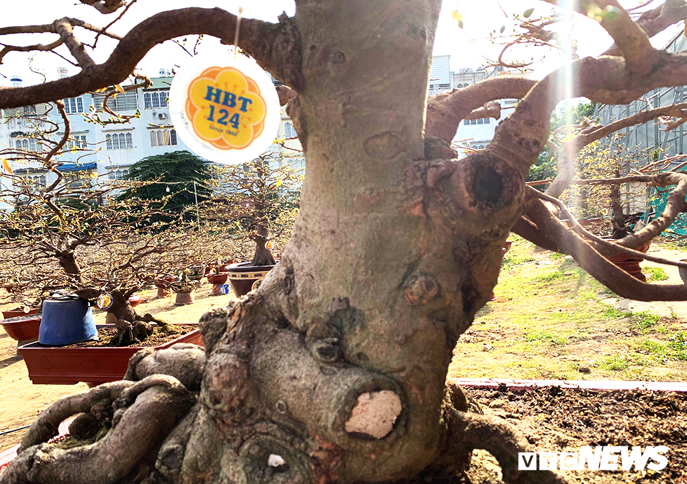 Mai Tết giá 400 triệu đồng/cây bày bán ở vỉa hè TP.HCM-11