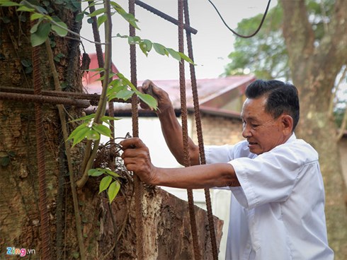 Chặt cây sưa trăm tỷ trước Tết, dân vui vẻ vì hết cảnh thấp thỏm