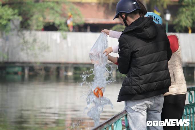 Ảnh: Cá chép đu dây xuống sông Hồng ngày ông Công ông Táo về trời-10